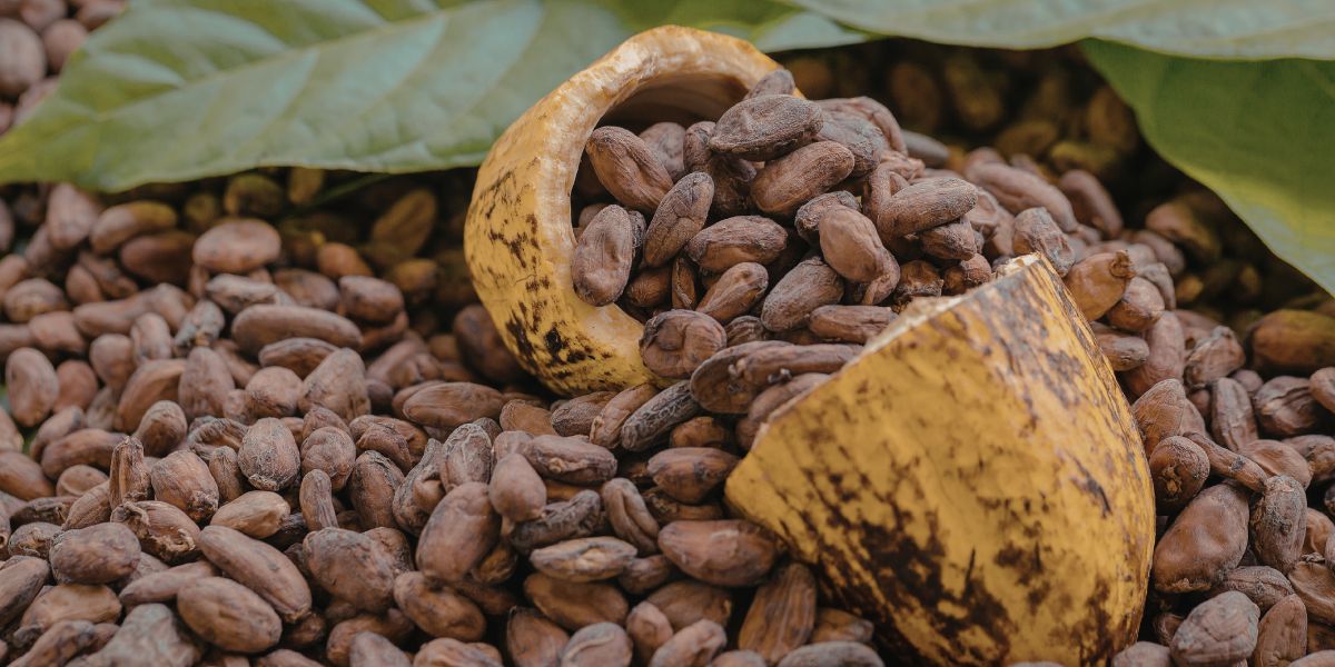 Հայաստանը կօգտվի կակաոյի և հումքի անմաքս ներմուծման քվոտաներից