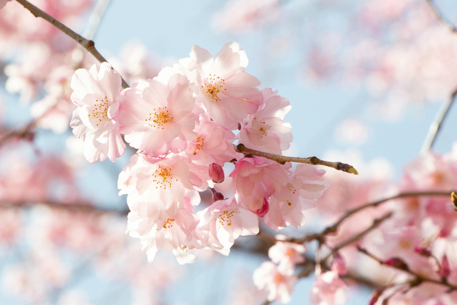 Այս տարի ուշ ծաղկում է նախատեսվում, իսկ ուշ ծաղկման դեպքում նվազում է ցրտահարման ռիսկը. Սուրենյան