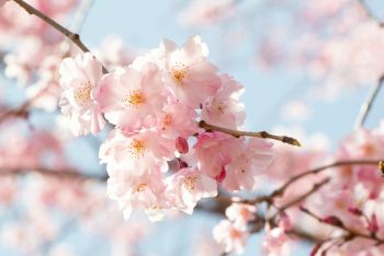 Այս տարի ուշ ծաղկում է նախատեսվում, իսկ ուշ ծաղկման դեպքում նվազում է ցրտահարման ռիսկը. Սուրենյան