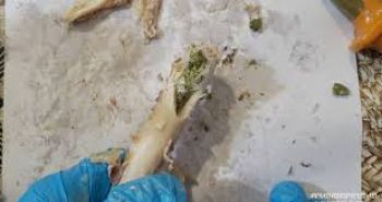 Դատապարտյալի անվամբ բերված հանձնուքում՝ եփված մսի ոսկորների միջից, հայտնաբերել է 7 փաթեթ մարիխուանային նմանվող զանգվածով