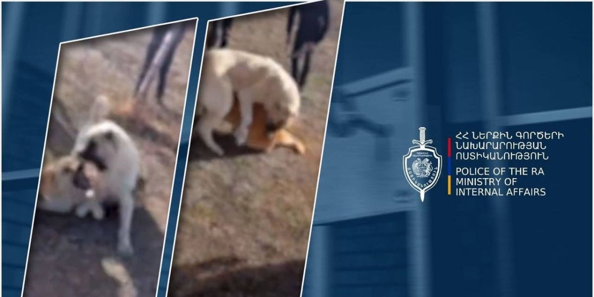 Ոստիկանները կանխել են շնամարտը