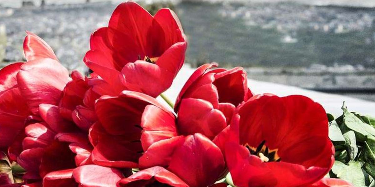 Ստրասբուրգում ոգեկոչել են Հայոց ցեղասպանության անմեղ զոհերի հիշատակը (տեսանյութ)