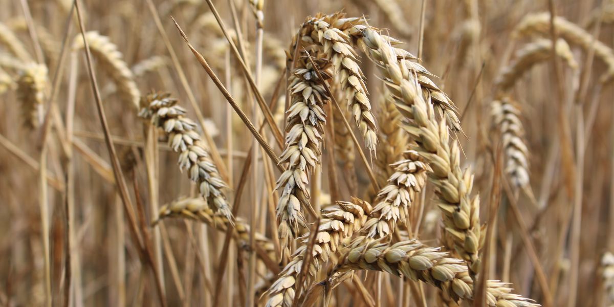 Նոյեմբերից ի վեր Ադրբեջանի տարածքով Հայաստան է ներկրվել 26,000 տոննա ապրանք. վարչապետ