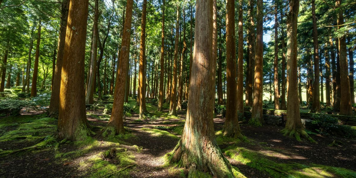 Կվերացվի 300 հազար դրամի պետական տուրքը անտառատնկում իրականացնող կազմակերպությունների համար