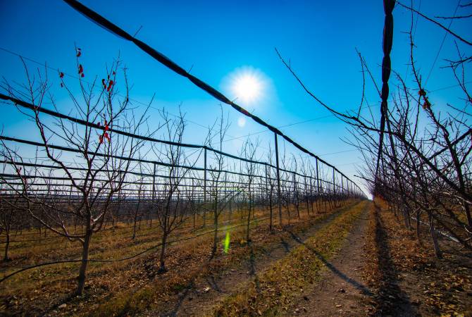 Բերքատվությունը շեշտակի ավելացնելու հնարավորություն (Տեսանյութ)