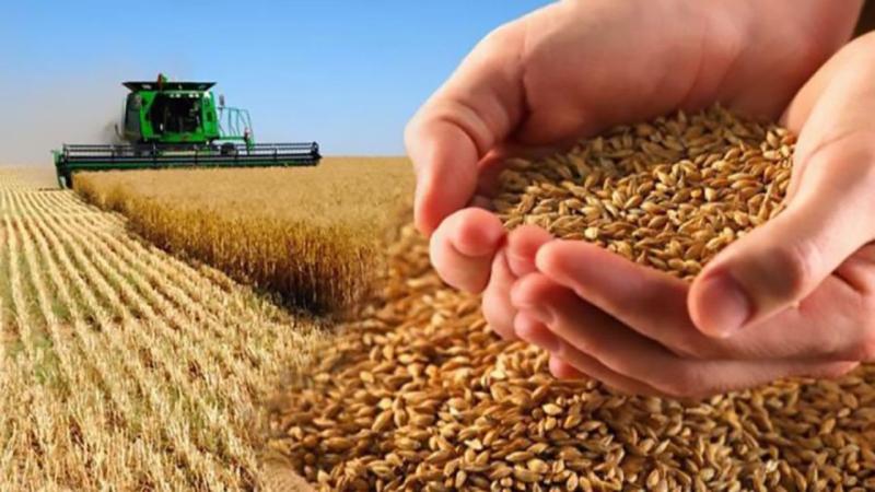 Պետությունը կփոխհատուցի աշնանացան ցորենի մշակության ծախսի 50 տոկոսը