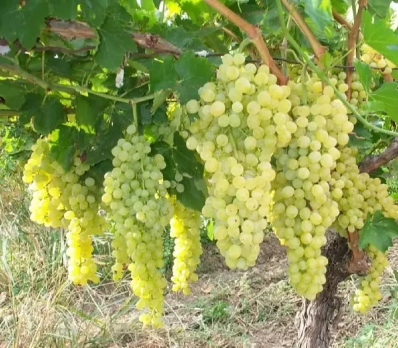 Գործարանները խաղողի մթերման պայմանագրեր չեն կնքում, էժան սպիրտով կոնյակ են պատրատում. խաղողագործ