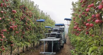 Չիլիում արհեստական բանականության օգնությամբ խնձորի բերքահավաք են անում. Տեսանյութ