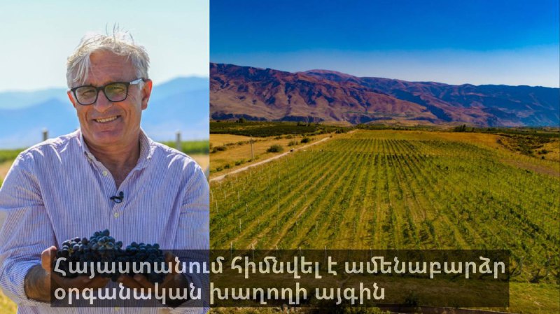 Հայաստանում հիմնվել է աշխարհի ամենաբարձրադիր օրգանական խաղողի այգին