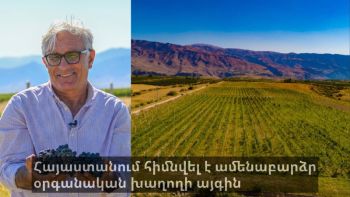 Հայաստանում հիմնվել է աշխարհի ամենաբարձրադիր օրգանական խաղողի այգին