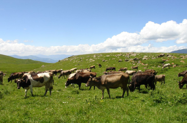 Հայաստանում խոշոր եղջերավորները կհամարակալվեն
