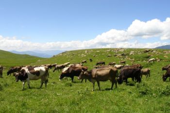 Հայաստանում խոշոր եղջերավորները կհամարակալվեն