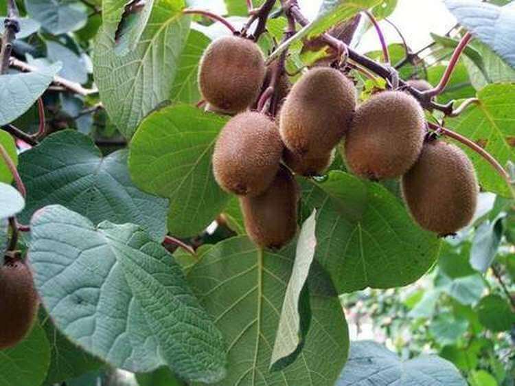 Կիվին դառնում է Տավուշի բրենդը. 6 հա այգի է տնկվել